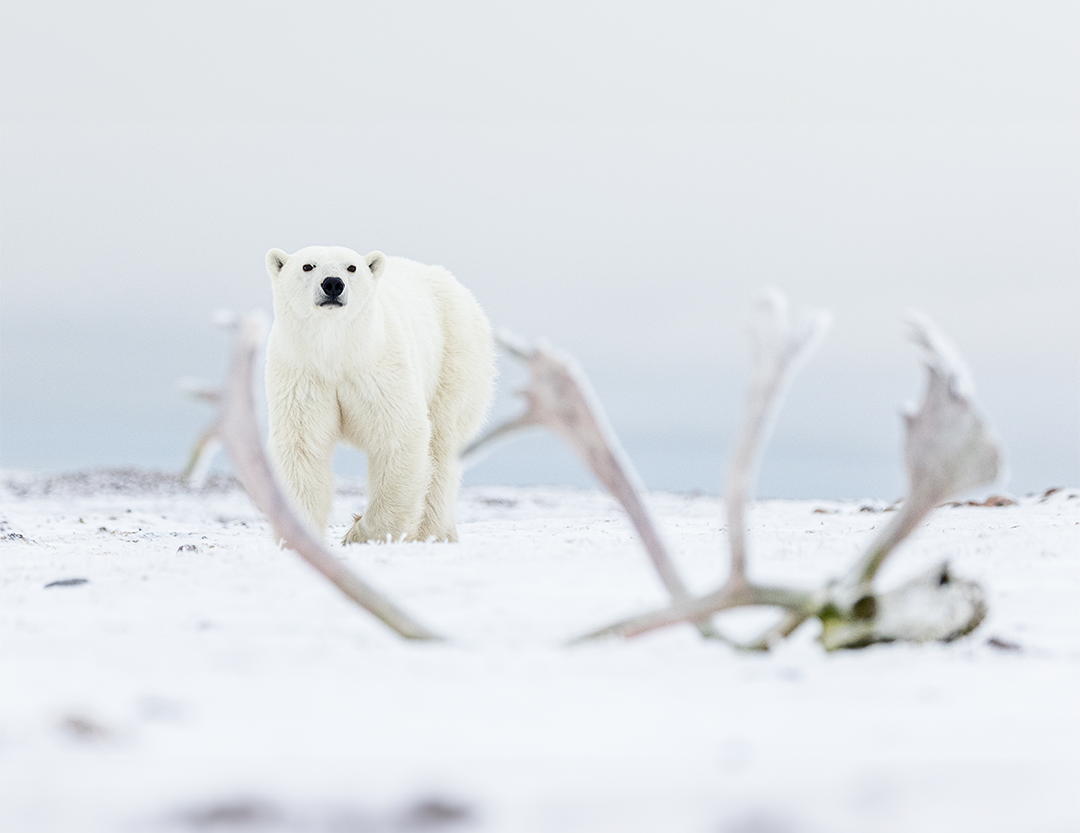 Polar-Bear-Antler-1